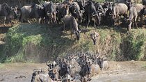7 Days Private Wildebeest Great Migration Safari in Arusha 