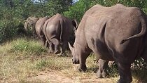 Game Drive And Rhino Safari in Livingstone