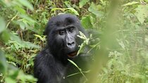 3 Days Private Gorilla Tracking in Bwindi Impenetrable Forest