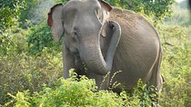 Private Udawalawe Safari Tour with Elephant Transit Home