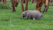 Day Tour To Amboseli National Park