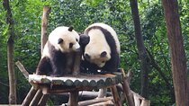 Chengdu Panda Breeding Base Ticket w/ Optional Transfer or Guide