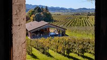 Winery Tour with Wine and Food Tasting in Valdobbiadene