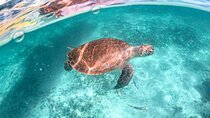 Half a Day Sea Turtles Encounter in Akumal all taxes included