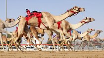 Camel Race live/Camels on training with Al Samriya Farm visit