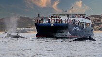 Whale Watching Dinner Cruise in Cabo San Lucas