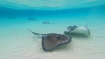 Private Short Tour to Stingray City and Local Welcome Drink