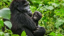 6 Days Uganda Gorilla, Chimps Trekking and Wildlife Safari