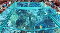 Glass Bottom Boat in Sharm El Sheik