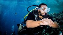 Diving for Beginner Two Dives Boat Trip with transfer in Hurghada