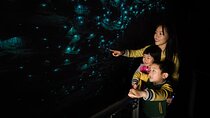 Waitomo Glowworm Caves and Kiwi House Small Group from Auckland