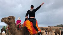 Tarifa to Tangier Tour with ferry ticket , lunch & camel ride 