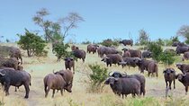3 Day Private Tour to Selous Nyerere National Park from Zanzibar
