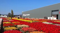 5 Hours Private Tulip Experience at Keukenhof Gardens