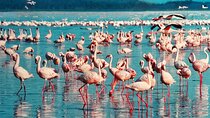 Full Day Private Tour to Lake Nakuru National Park