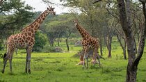 2-Day Wildlife Safari to Lake Mburo National Park
