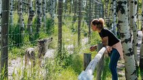 Yamnuska Wolfdog Sanctuary Walk Ticket in Canada