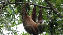 Sloth Encounter & Rainforest Experience 