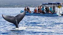 The Best 10 am 1.5 Hour Whale Watching Tour