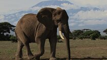 2 Days Amboseli Express Deluxe Tours