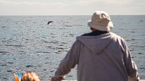 Whale Watching Experiencie with breakfast