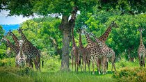 2 Day Mikumi Safari Private Tour from Dar es Salaam