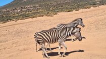 Small Group Cape Town Big 5 Safaris to Aquila Game Reserve