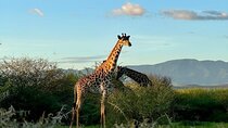 Private Walking Tour with Giraffes