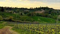 Winery Tour & Tasting in Pisa Countryside