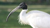 Sultanpur Bird Sanctuary Tour Near Delhi
