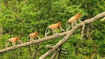 Proboscis Monkey and Fireflies River Cruise