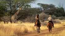 Exhilarating Horseback Safari from Johannesburg