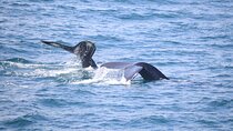 Whale Wonders Morning Expedition from Reykjavík