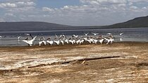 Day Safari at Nakuru National Park