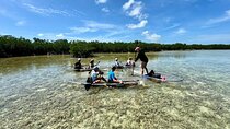 Guided Clear Kayak Eco-Tour Near Key West