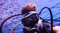 Scuba Dive and Explore Aqaba's Red Sea with a Private Guide