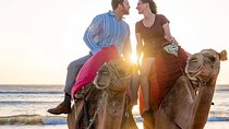 Sunset Camel Ride on Achakkar Beach including Traditional Dinner