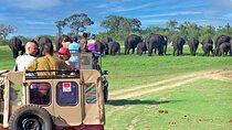 Day Excursions to Minneriya National Park Safari From Colombo