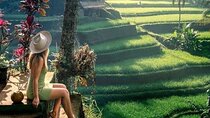 Full Day Private Tour in Ubud Jungle Swing and Waterfalls