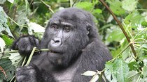 4 Days Gorilla Trekking, Lake Bunyonyi and Rwanda National Parks