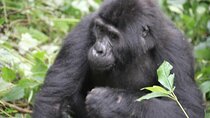 4 Day Golden Monkeys Bwindi Gorillas Wildlife and Chimps Trek