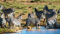 6 Day Safari to Amboseli National Park Lake Nakuru and Masai Mara