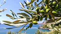 4 days of Culinary Exploration in Laconia, Peloponnese