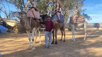 2 Hours Agadir Camel Riding Tour