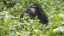 6 Day Golden Monkey, Nyungwe Chimps, Lake Kivu and Gorilla Trek