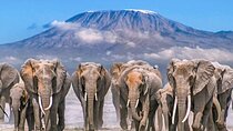 4 Day Amboseli Tsavo West and East Safari on 4x4 Landcruiser Jeep