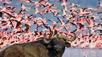 2 Days Lake Bogoria and Lake Nakuru National Park Safari