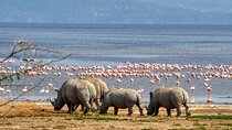Nairobi Lakes Nakuru and Naivasha National Park Day Tour