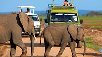 3 Days Amboseli National Park Lodge Safari In Kenya
