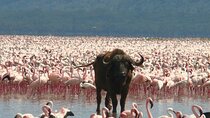 6 Days in Great Lakes of Kenya and Masai Mara Safari